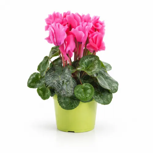 Cyklámen ružový v kvetináči 30 cm