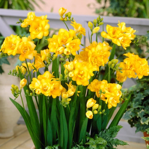 Freesia double Yellow  