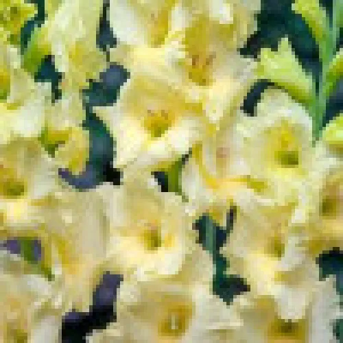 Gladiolus Debbyann 