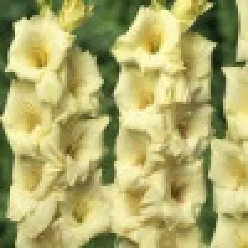 Gladiolus Debbyann 