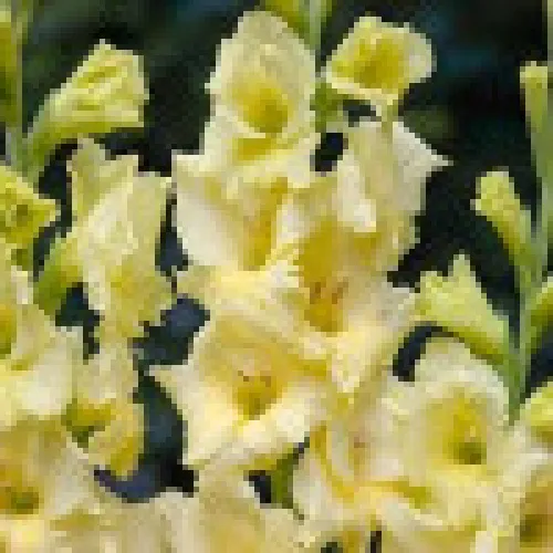 Gladiolus Debbyann 