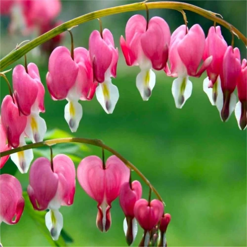 Spectabilis 