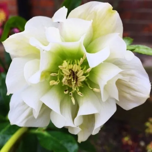Helleborus  Double Ellen White