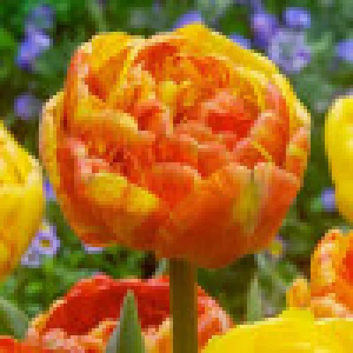Tulipan Double beauty of Apeldoorn 