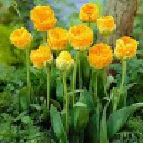 Tulipan Double beauty of Apeldoorn 