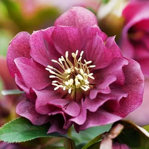 Hellebore Double Ellen Red 