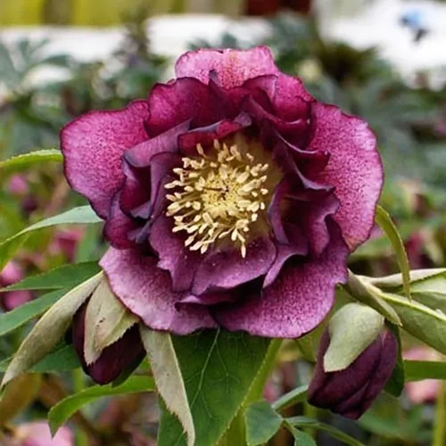 Hellebore Double Ellen Red 