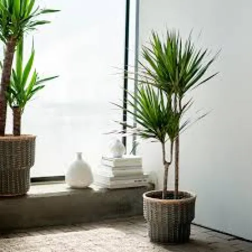 Dracaena Marginata