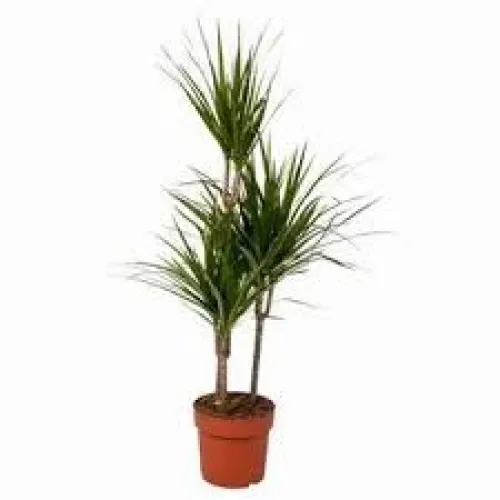 Dracaena Marginata