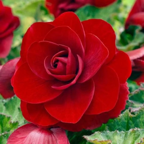 Begonia double Red