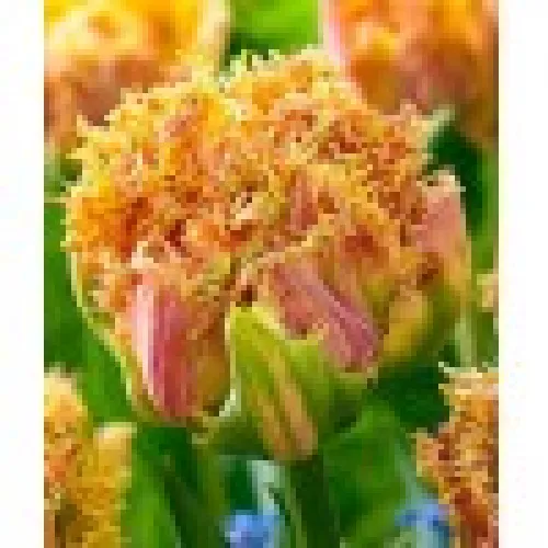 Tulipan Esprit