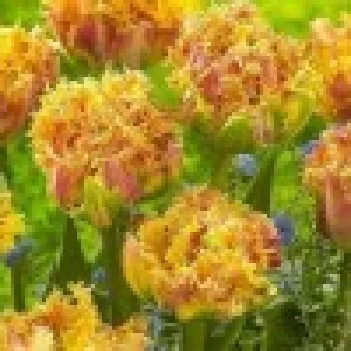 Tulipan Esprit