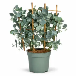 Eucalyptus gunnii Baby Blue na opore, ⌀ 12 cm, výška 45–55 cm
