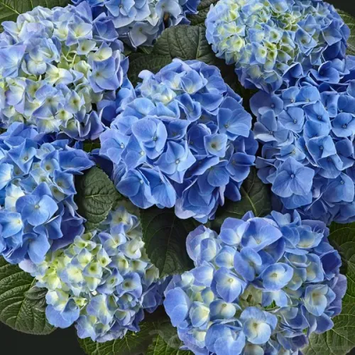 Hortenzia/Hydrangea Fabolo Blue 30cm 