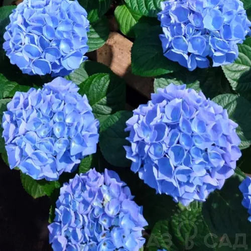 Hortenzia/Hydrangea Fabolo Blue 30cm 