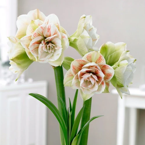 Amaryllis Nymph 