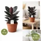 Ficus Burgundy