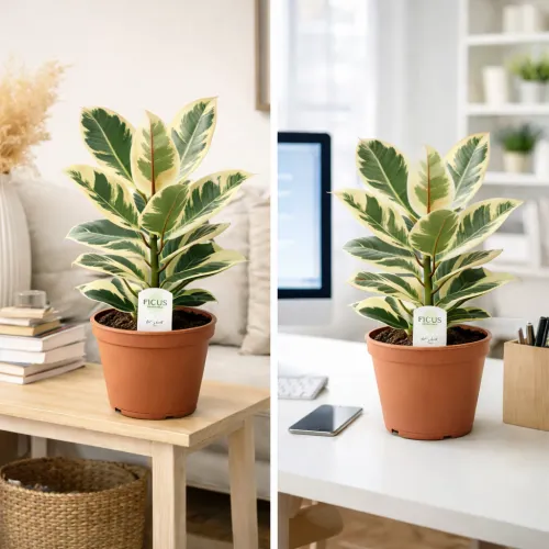 Ficus Tineke
