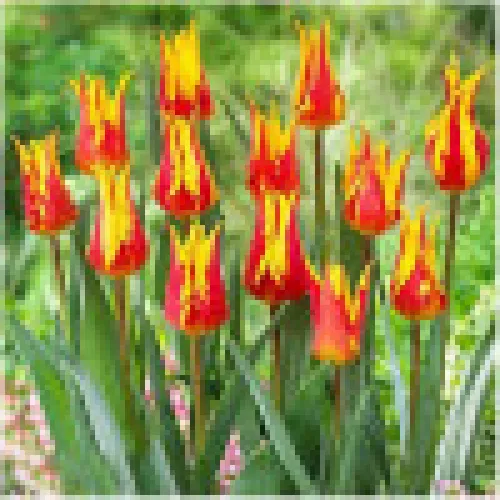 Tulipan Flaming Bayside 