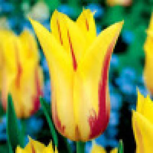Tulipan Flaming Bayside 