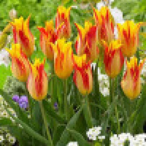 Tulipan Flaming Bayside 