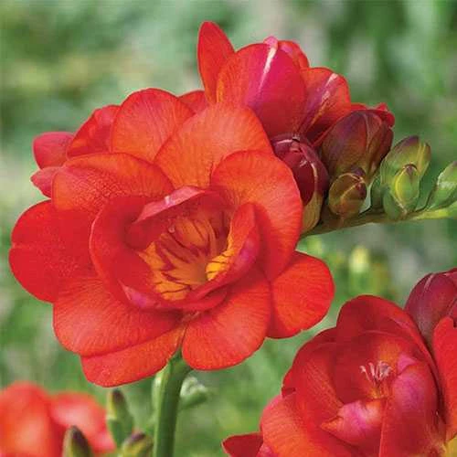 Freesia double Red  