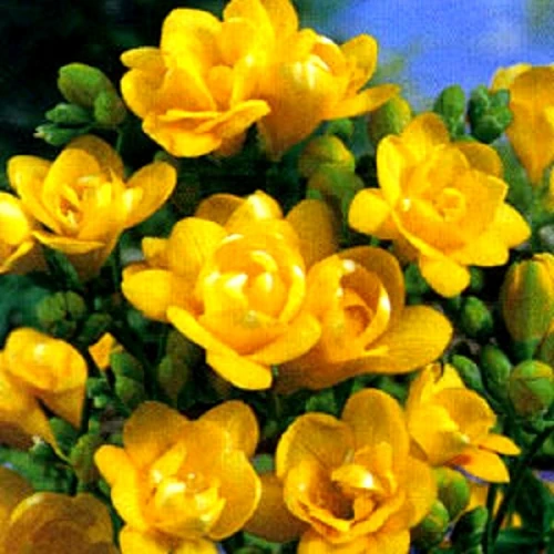 Freesia double Yellow  