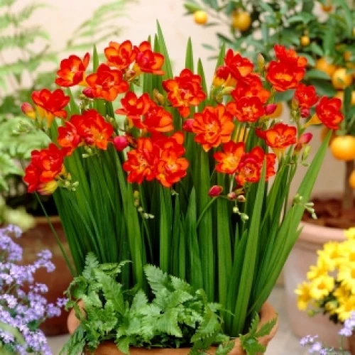 Freesia double Red  