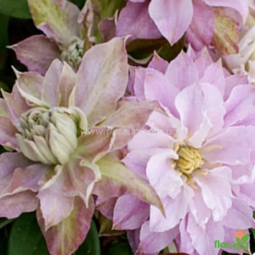 Clematis Dancing Smile