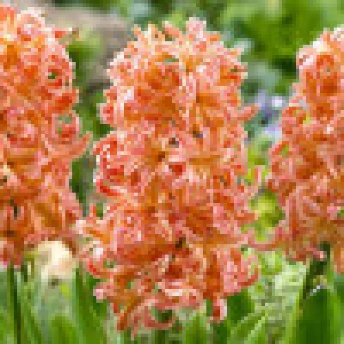 Hyacinth Gipsy Queen 
