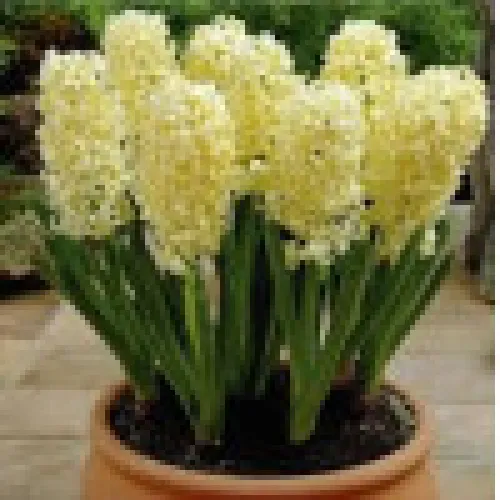 Hyacinth Gipsy Princess 