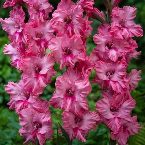 Gladiolus Kingston