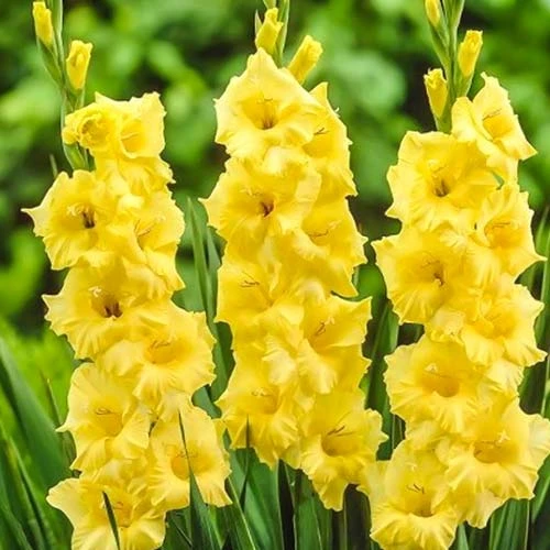 Gladiolus Lemon Drop
