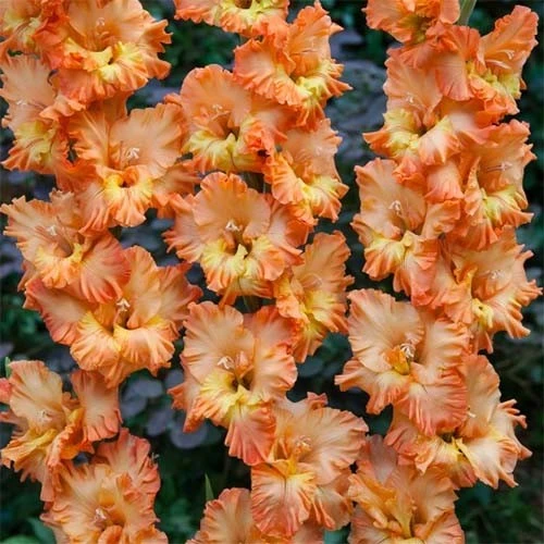 Gladiolus Princess