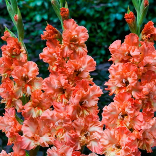 Gladiolus Calendar