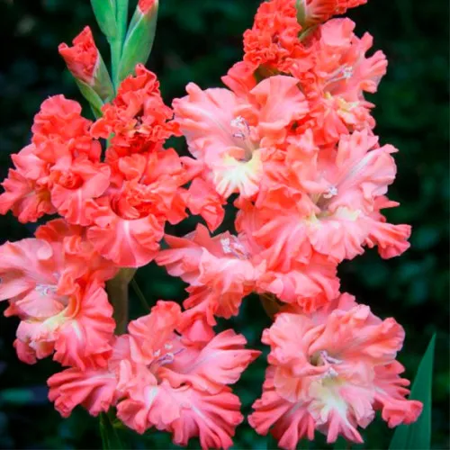 Gladiolus Ricks Frizzle 