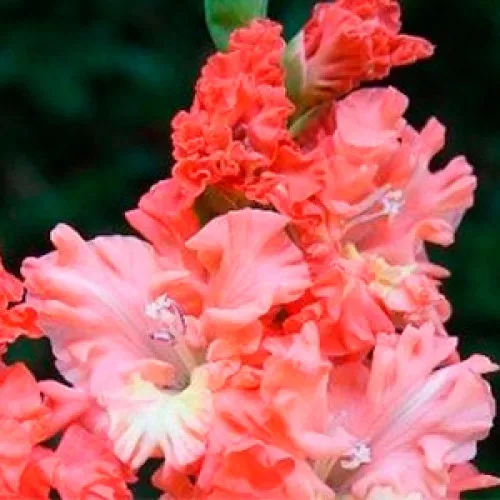 Gladiolus Ricks Frizzle 