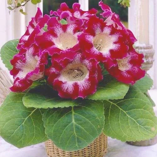 Tigrina Red