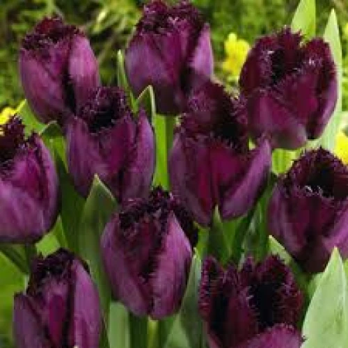 Tulip Gorilla 