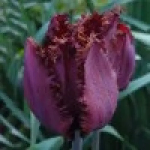 Tulip Gorilla 