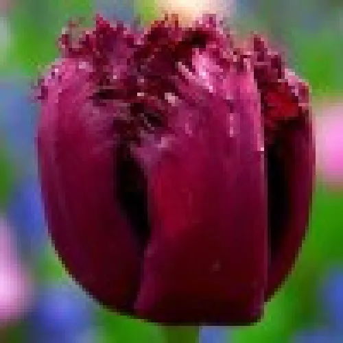 Tulip Gorilla 