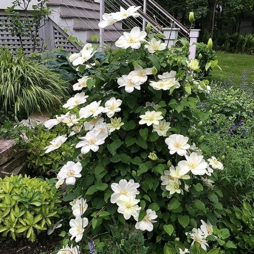 Clematis Guernsey Cream
