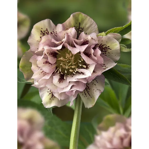 Hellebores Double Ellen Pink