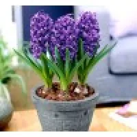 Hyacinth / Hyacint