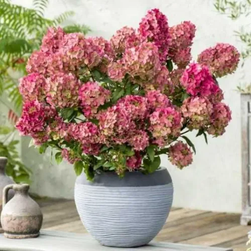 Hortenzia Petite Star (Hydrangea macrophylla) – 0,5 l kvetináč
