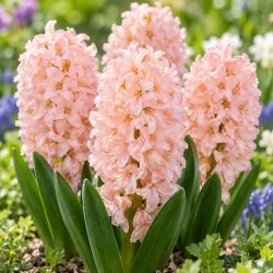Hyacint Apricot Passion – marhuľovo-ružový