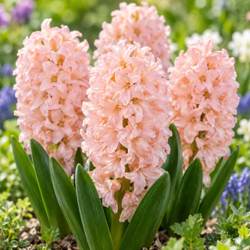 Hyacint Apricot Passion – marhuľovo-ružový
