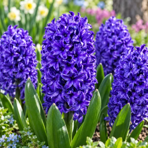 Hyacint Blue Jacket – sýtomodrý voňavý