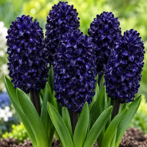 Hyacint Blue Sapphire – tmavomodrý voňavý
