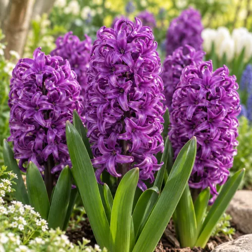 Hyacint Purple Sensation – sýtofialový voňavý